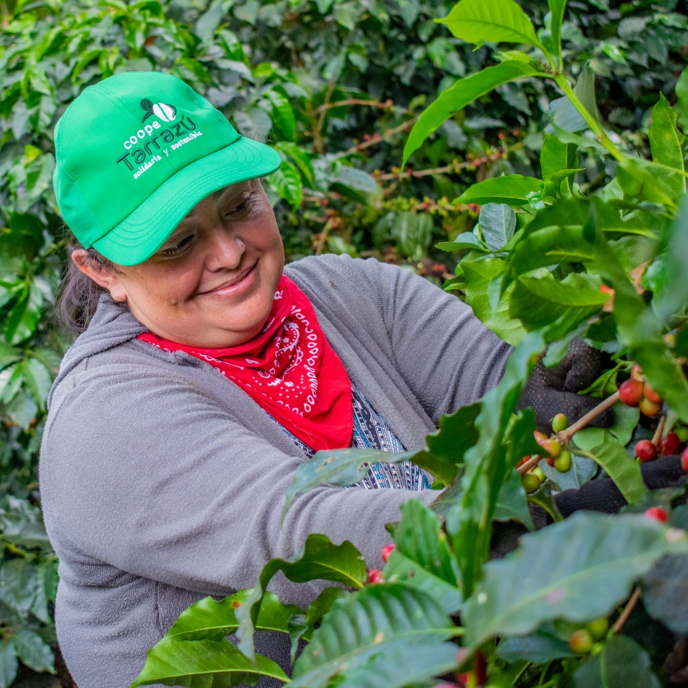 Coope Tarrazu coffee picker surrounded by coffee trees