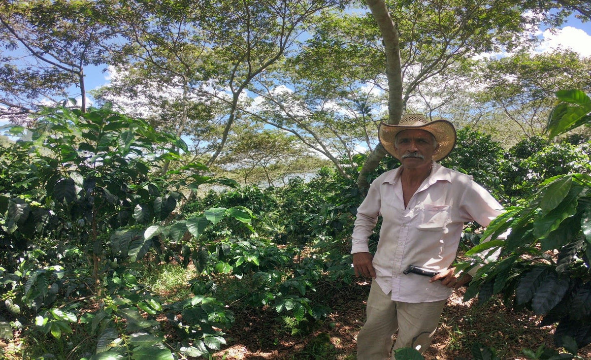 Mexico - Jaltenango - Organic